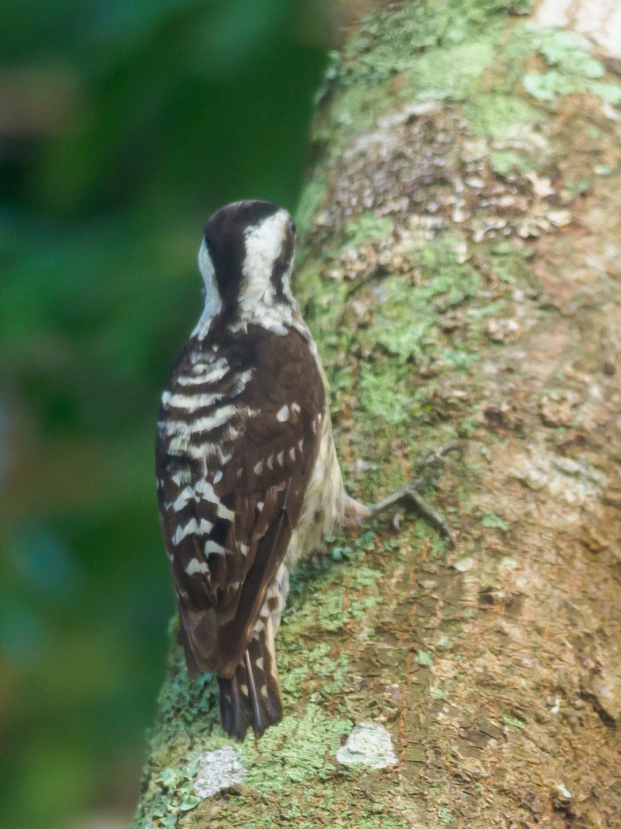 Gray-capped Pygmy Woodpecker - ML621015899