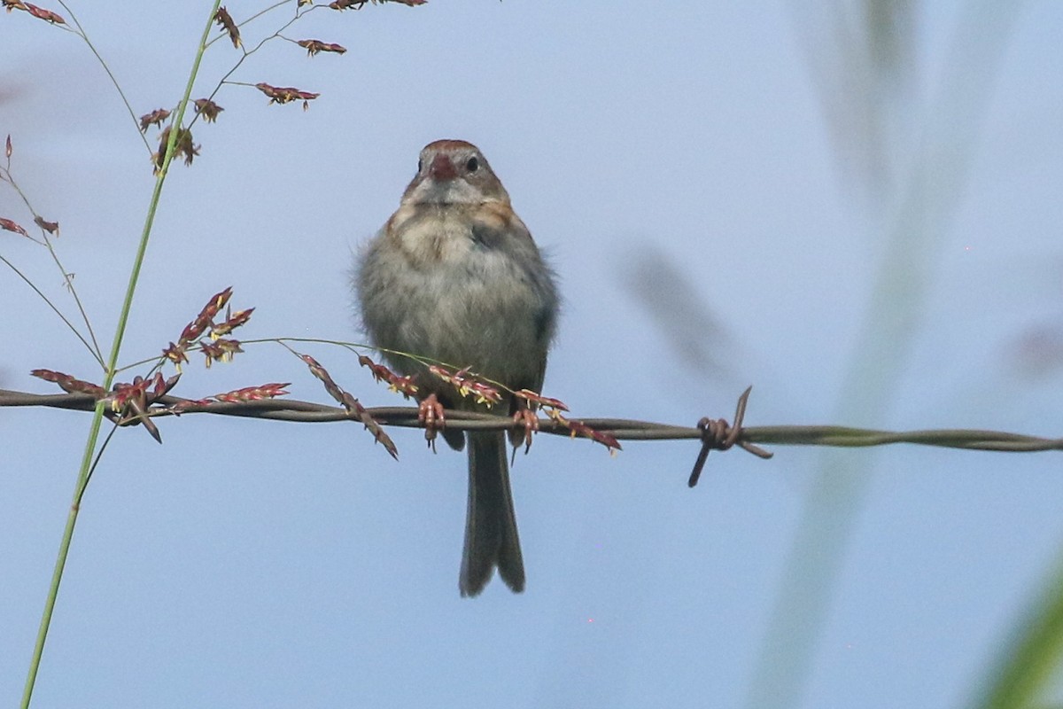 Field Sparrow - ML621015903