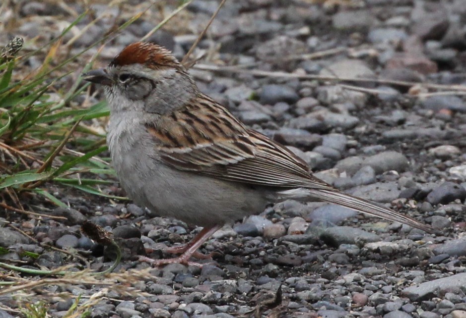 Chipping Sparrow - ML621015904