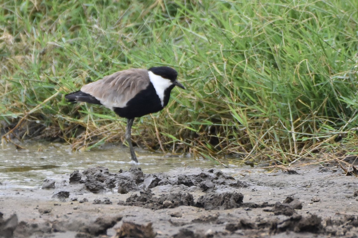 Spur-winged Lapwing - Philip Bailey