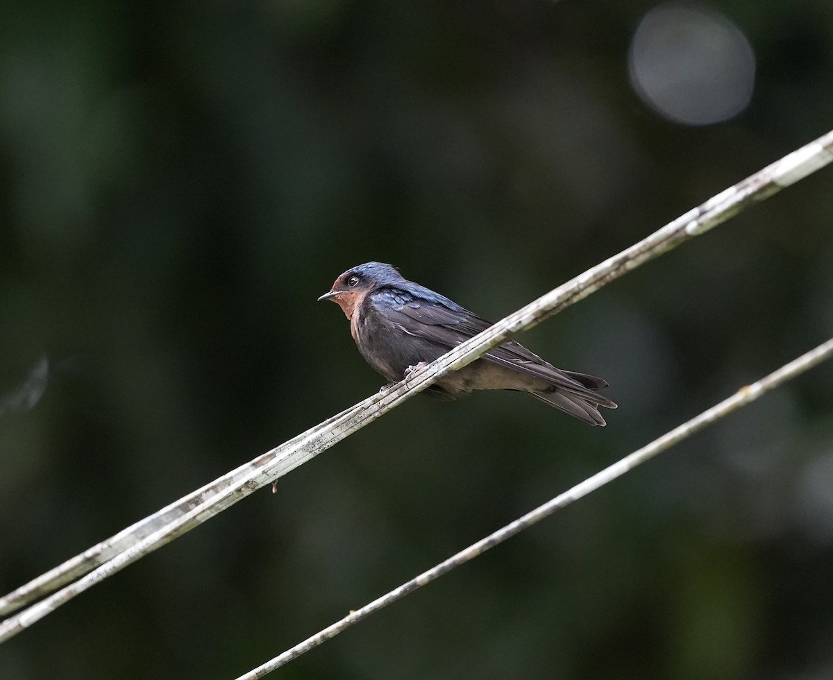 Pacific Swallow (Tahiti) - ML621015920