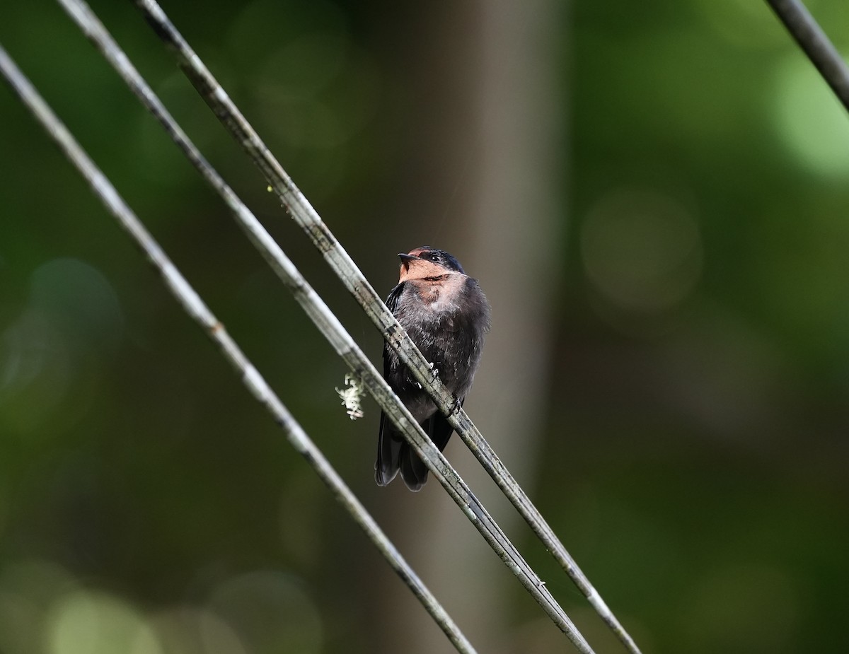 Pacific Swallow (Tahiti) - ML621015921