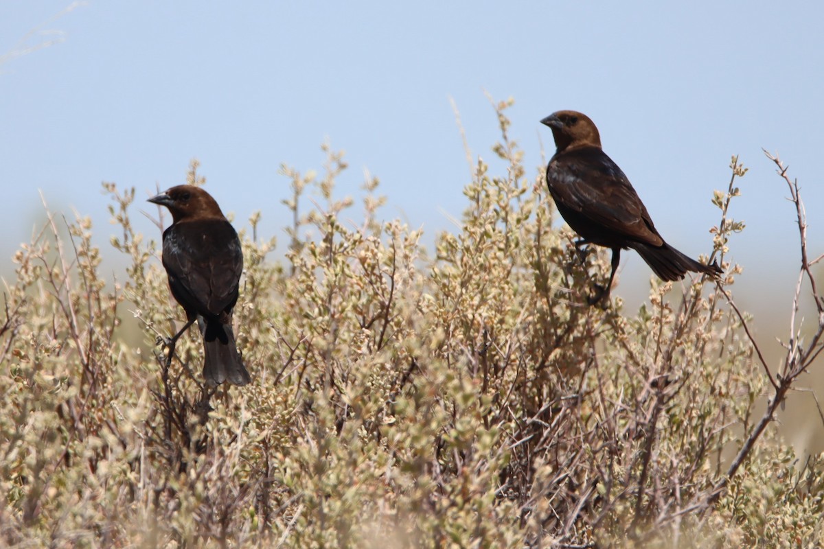 Brown-headed Cowbird - ML621015926