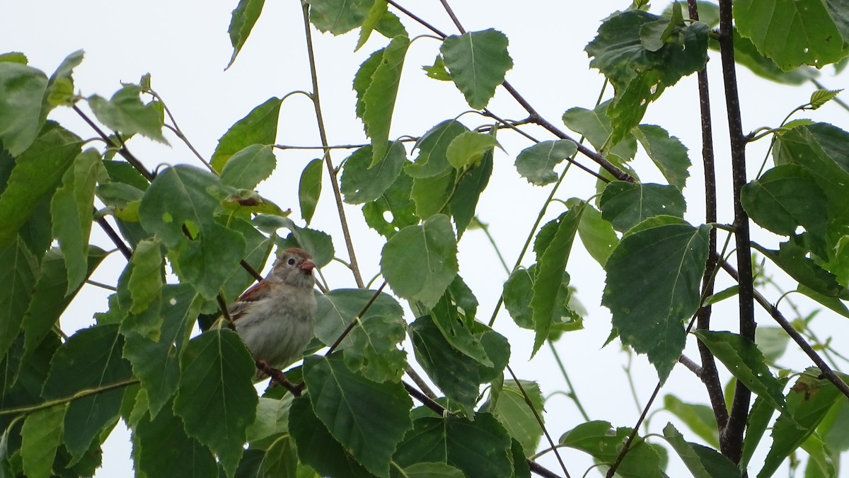 Field Sparrow - ML621015935