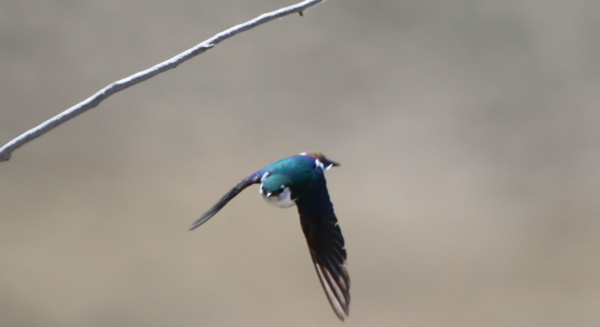 Violet-green Swallow - ML621015952