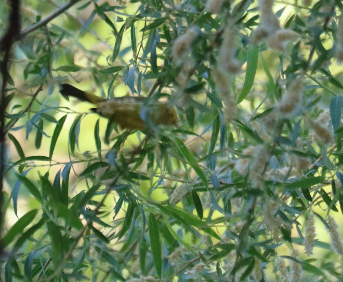 Wilson's Warbler - ML621015972