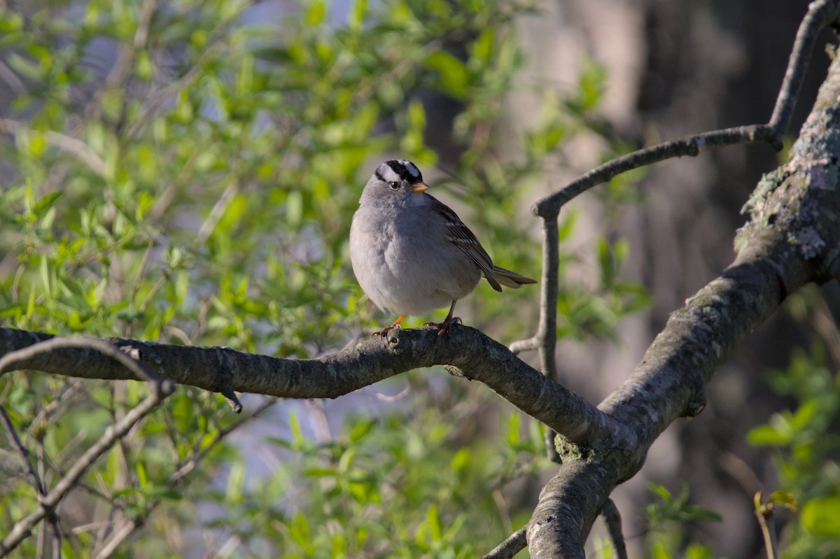 White-crowned Sparrow (Gambel's) - ML621015976
