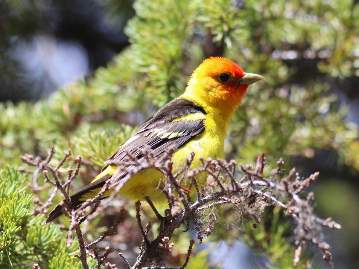 Western Tanager - ML621015999