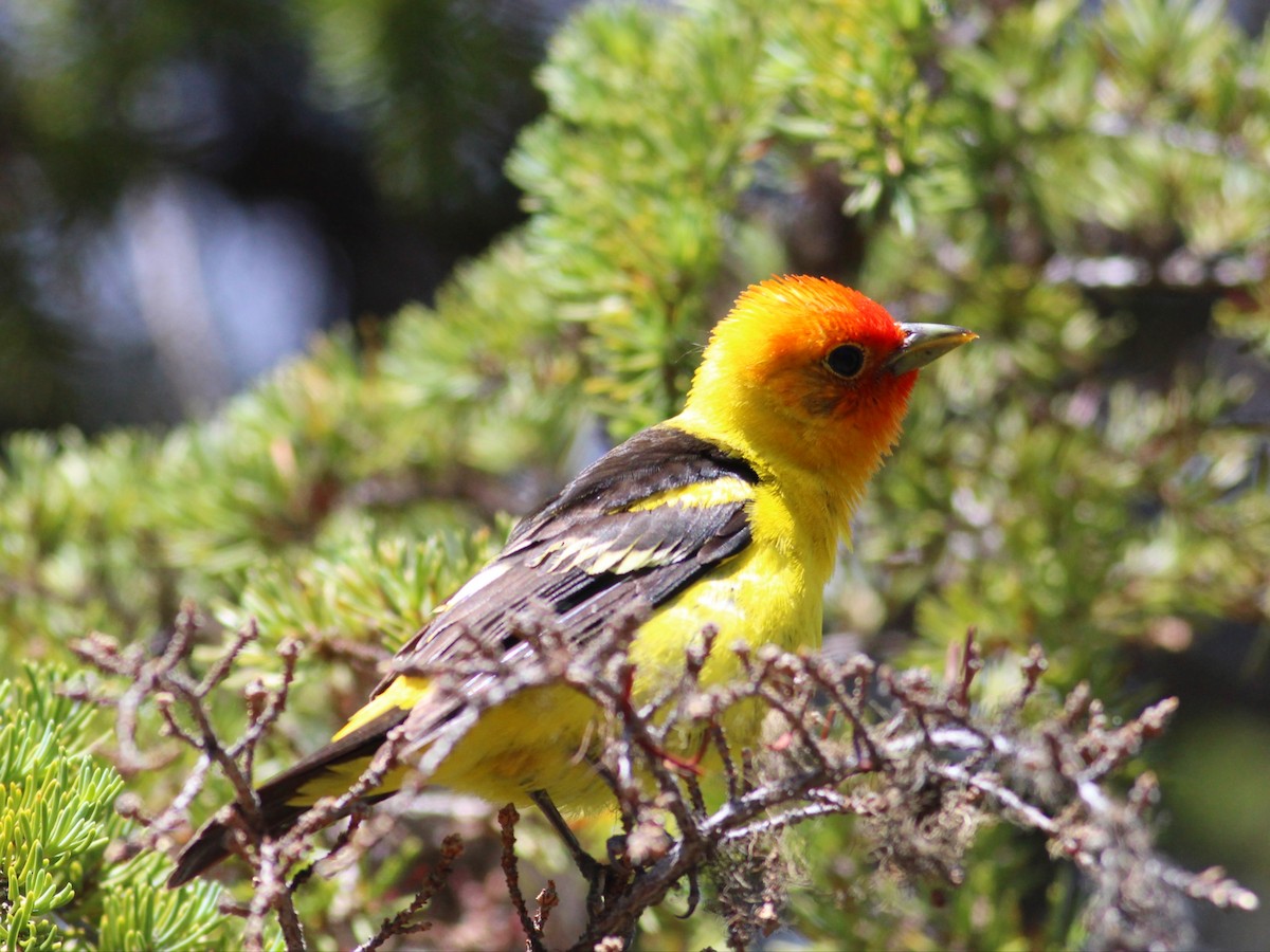 Western Tanager - ML621016000