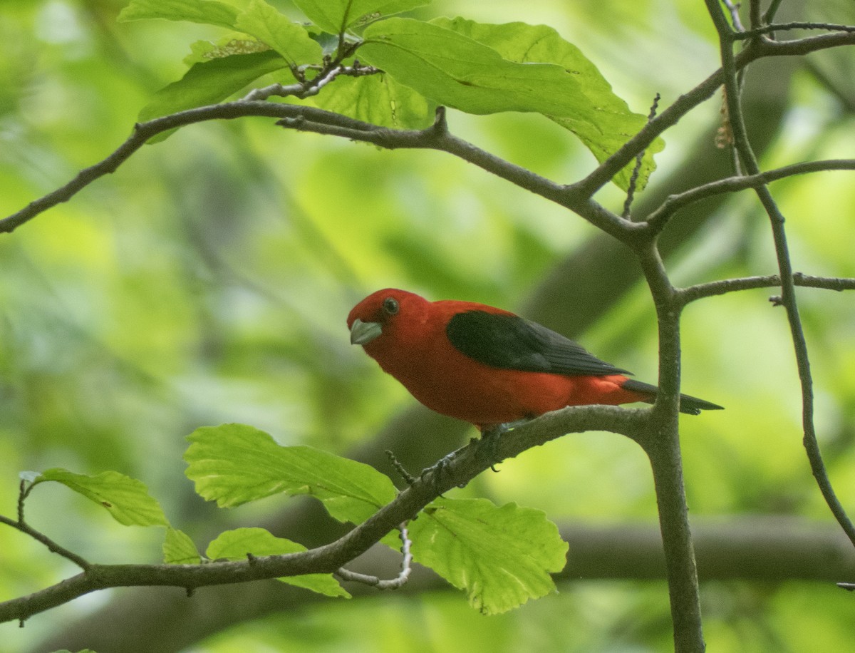 Scarlet Tanager - ML621016002