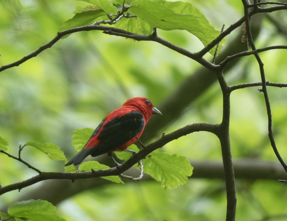 Scarlet Tanager - ML621016003
