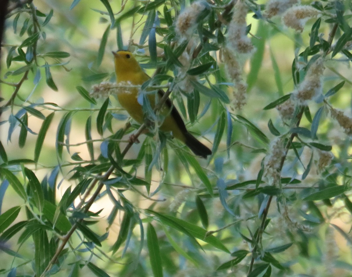 Wilson's Warbler - ML621016017