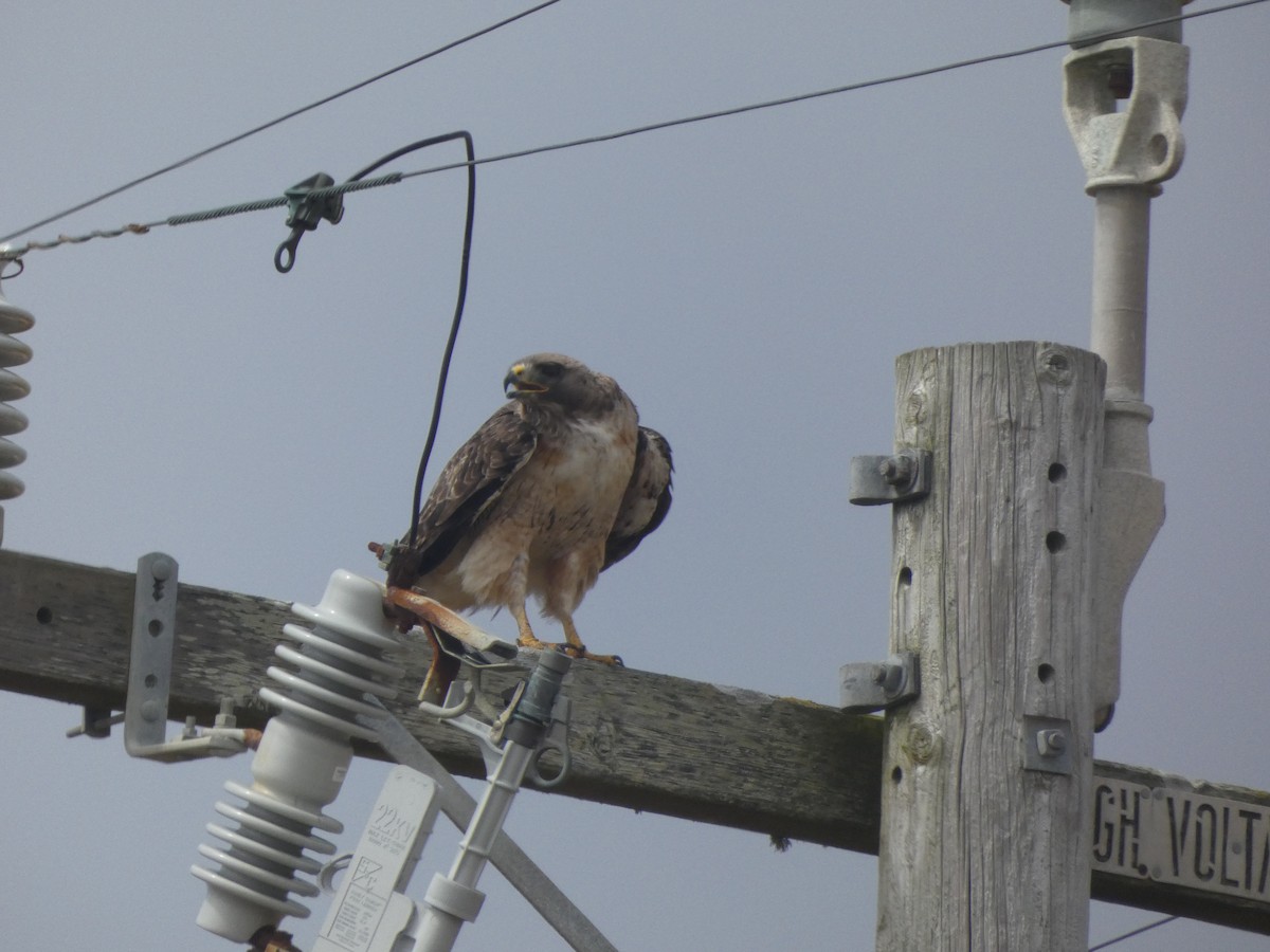 Red-tailed Hawk - ML621016026
