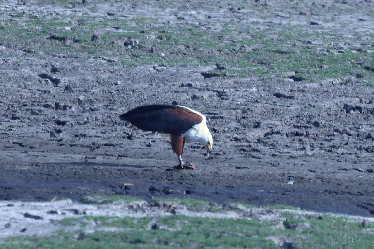 African Fish-Eagle - ML621016027