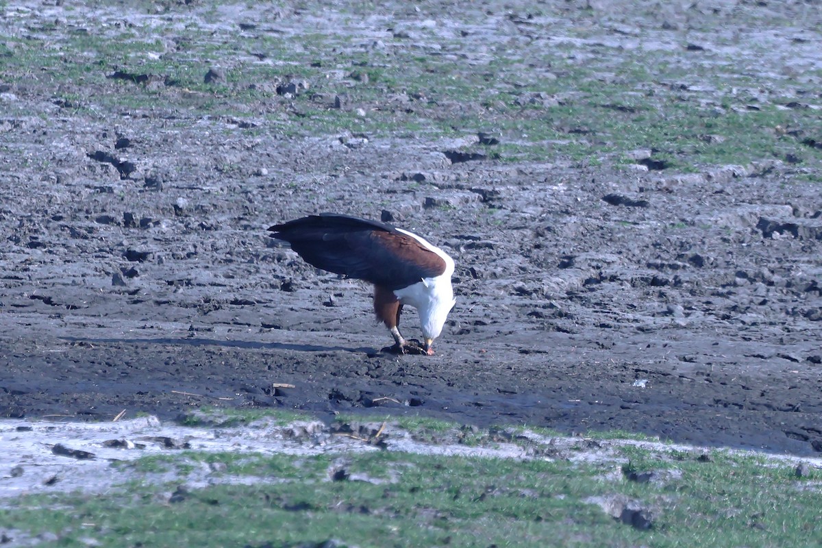 African Fish-Eagle - ML621016028