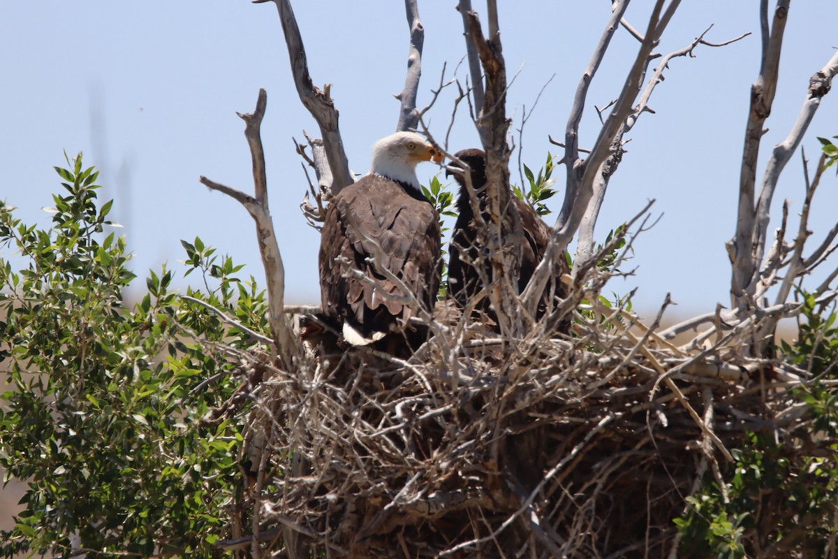 Weißkopf-Seeadler - ML621016036