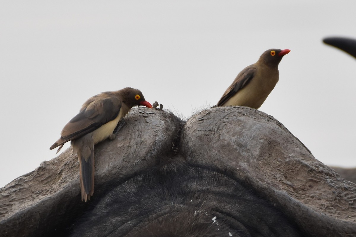 Red-billed Oxpecker - ML621016038