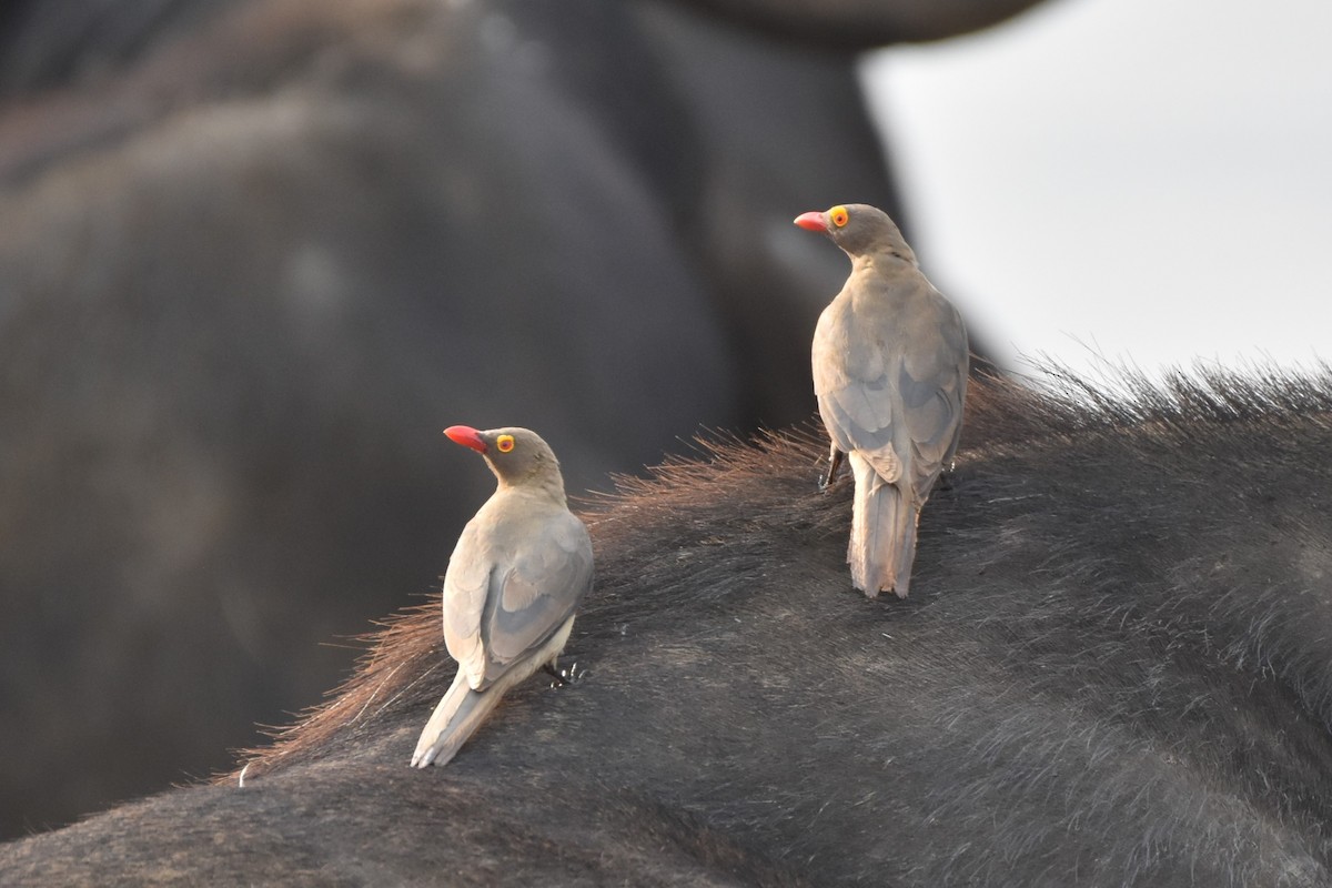 Red-billed Oxpecker - ML621016039