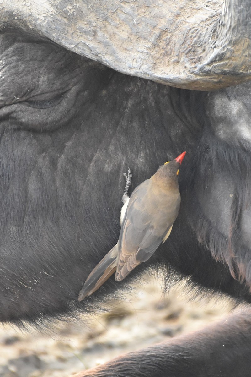 Red-billed Oxpecker - ML621016040