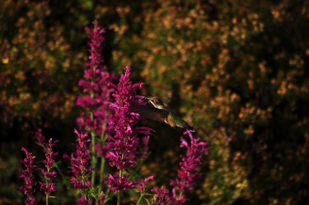 Broad-tailed Hummingbird - ML621016057