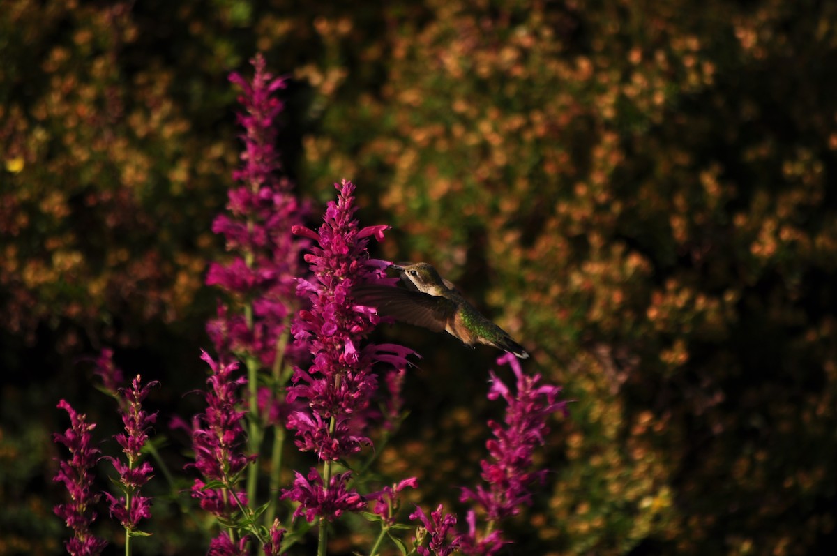 bredstjertkolibri - ML621016057