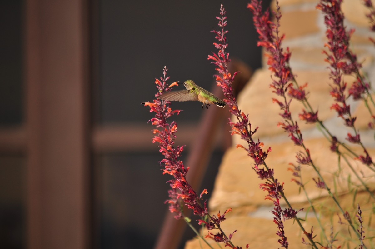 Broad-tailed Hummingbird - ML621016064