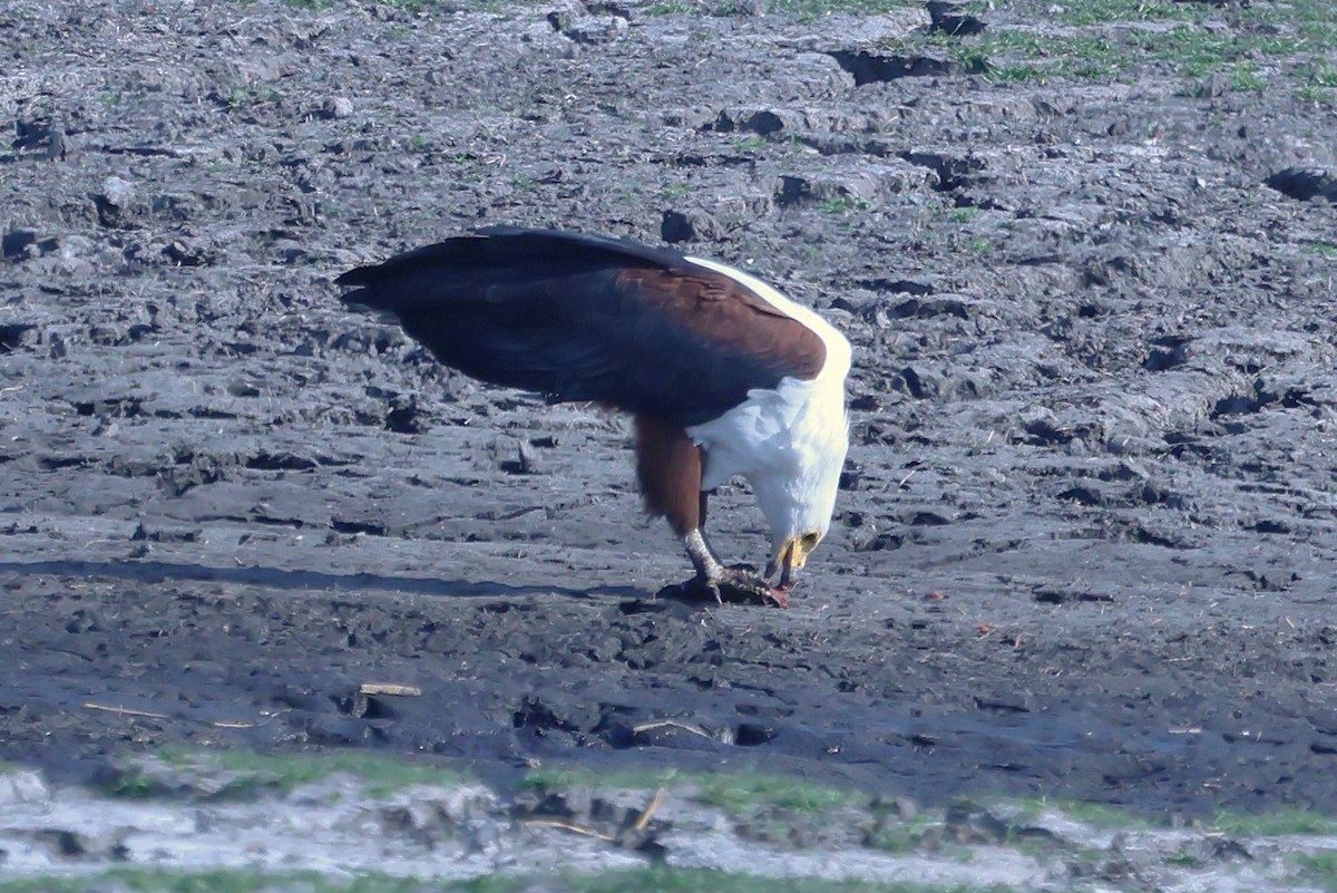 African Fish-Eagle - ML621016066