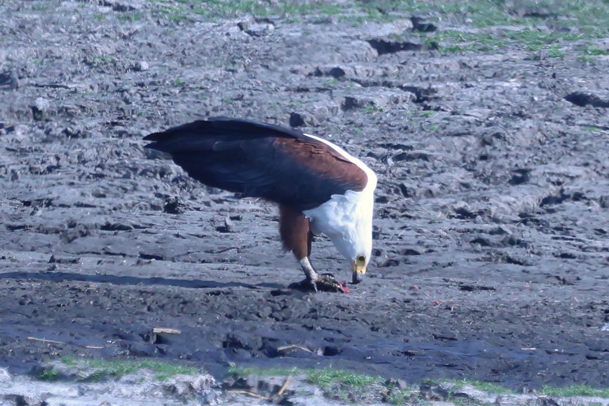 African Fish-Eagle - ML621016067
