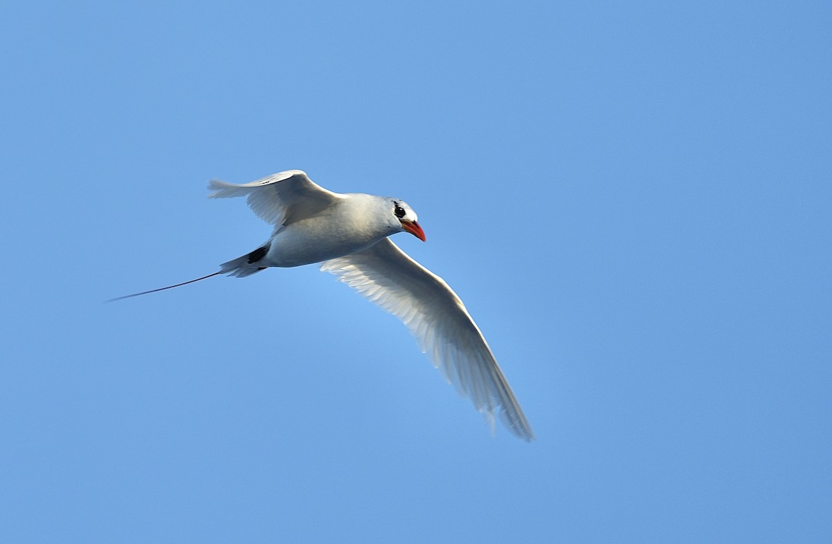 Red-tailed Tropicbird - ML621016094