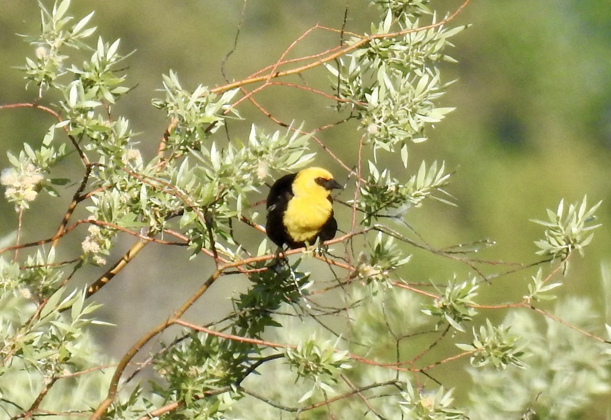 Yellow-headed Blackbird - ML621016106