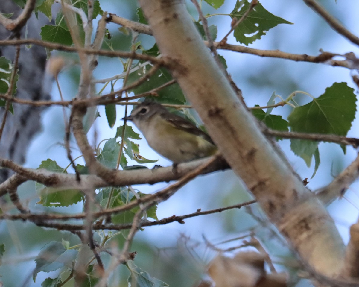 Cassin's Vireo - ML621016113