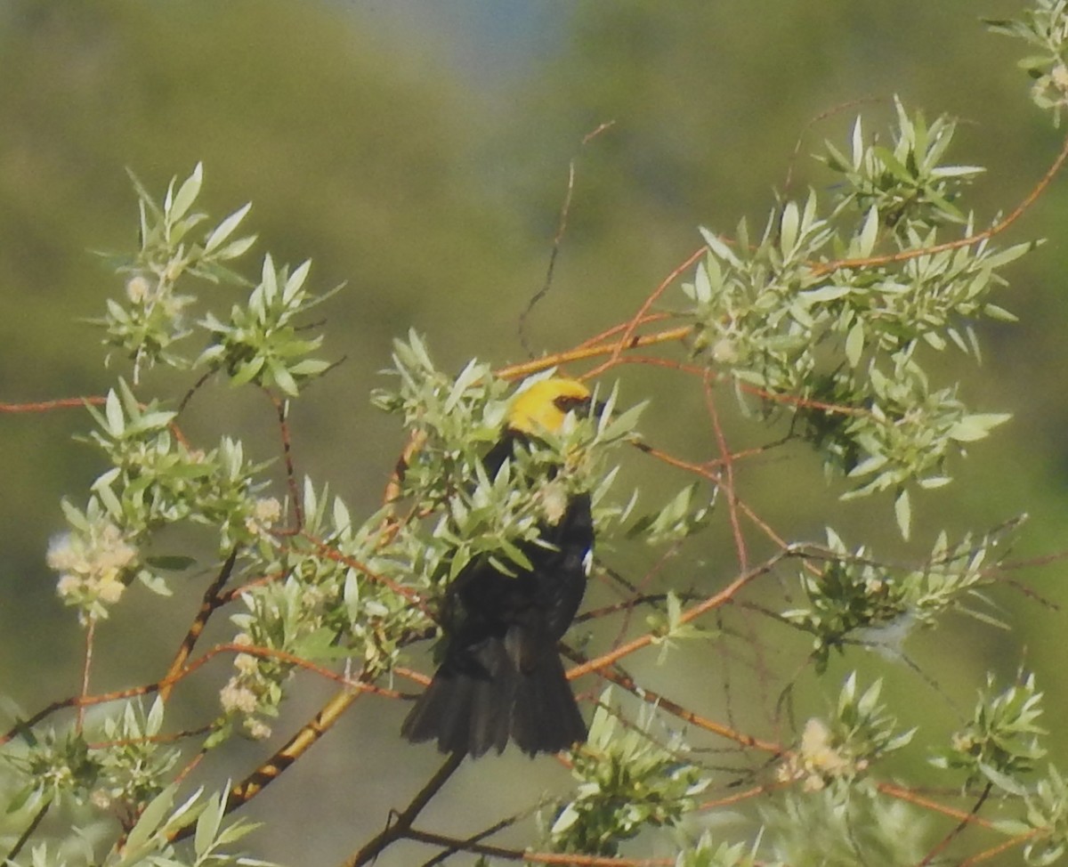 Yellow-headed Blackbird - ML621016114