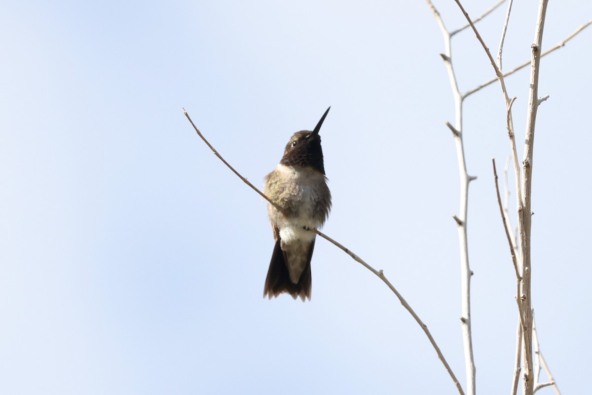 Kara Boğazlı Kolibri - ML621016115