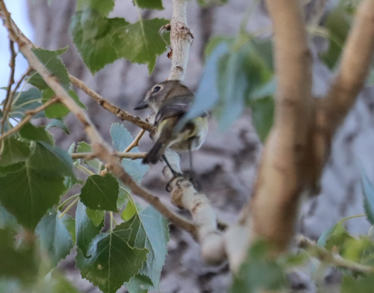 Cassin's Vireo - ML621016120