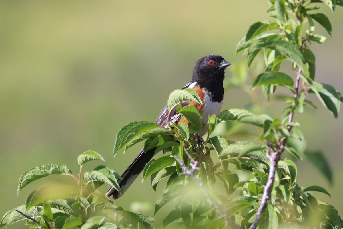 Spotted Towhee - ML621016125