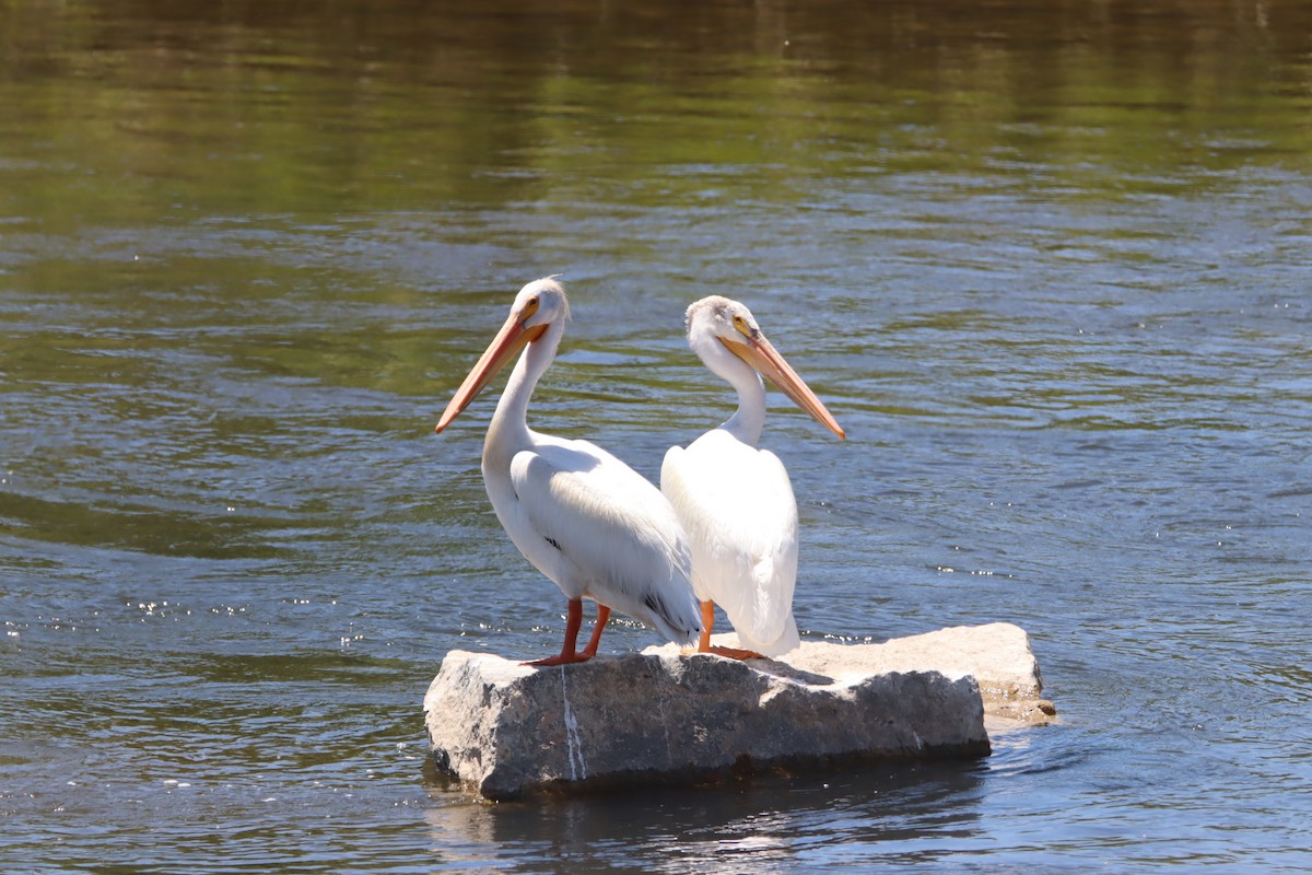 American White Pelican - ML621016127