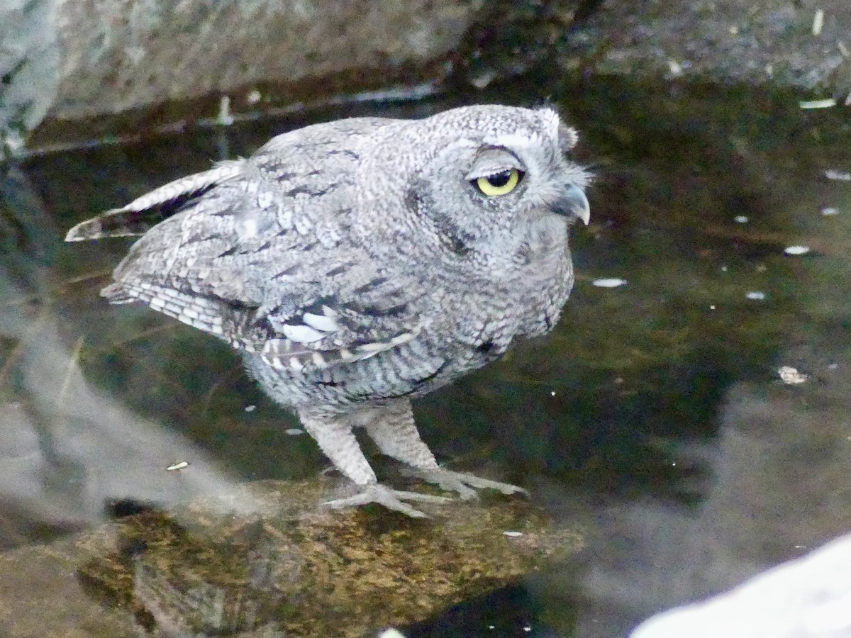 Western Screech-Owl - ML621016167