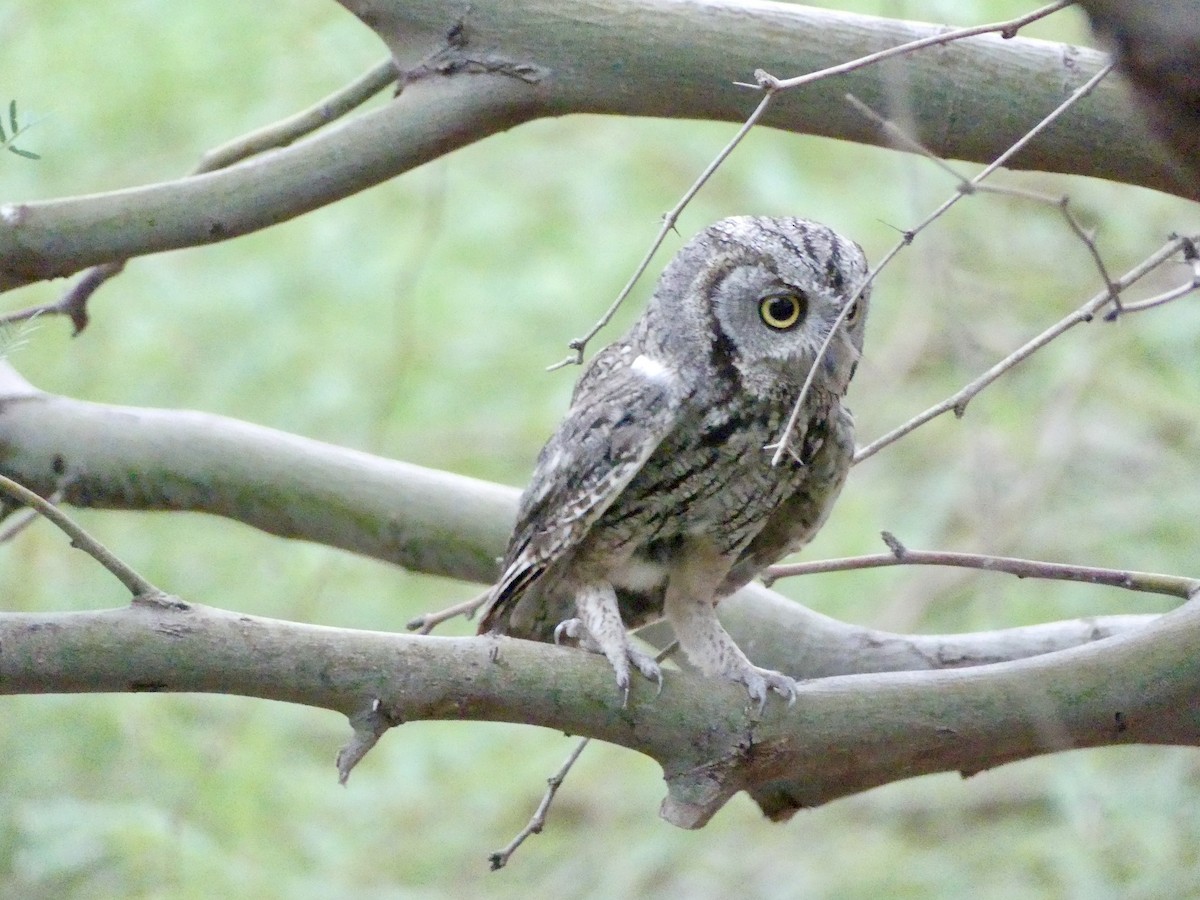 Western Screech-Owl - ML621016182