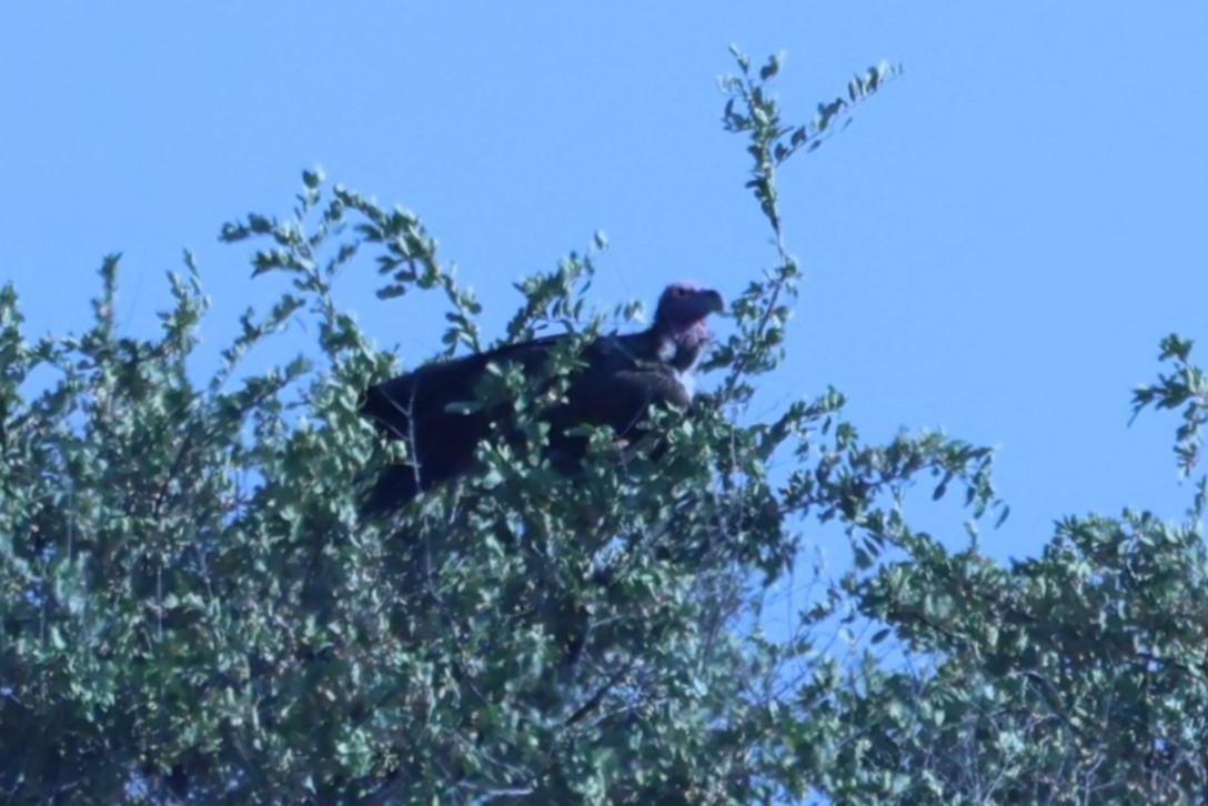 Lappet-faced Vulture - ML621016205
