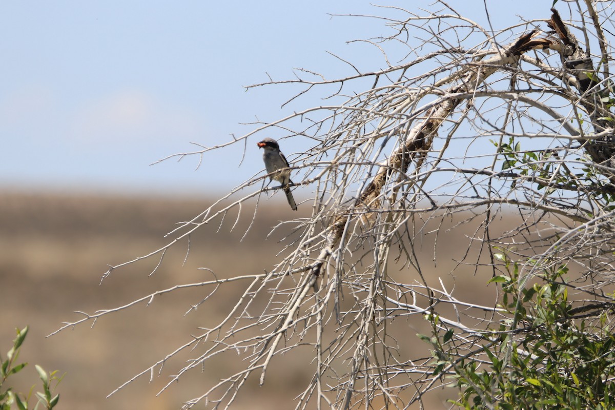 Loggerhead Shrike - ML621016216