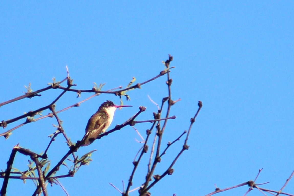 kolibřík fialovokorunkatý - ML621016223