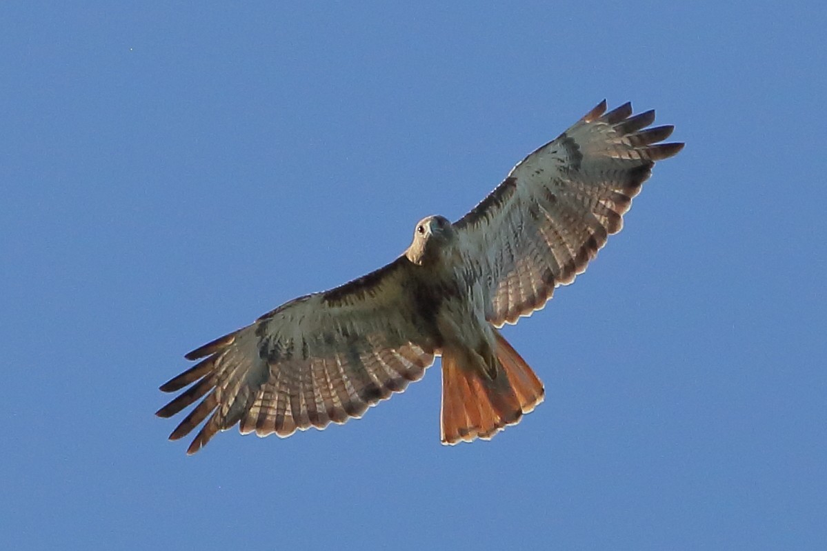 Red-tailed Hawk - ML621016230