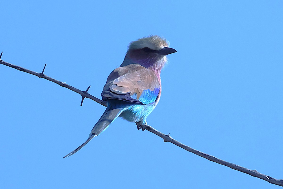 Lilac-breasted Roller - ML621016242