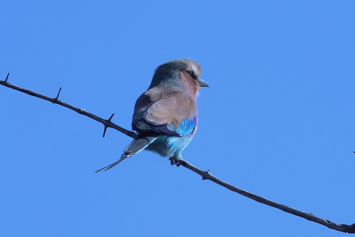 Lilac-breasted Roller - ML621016243