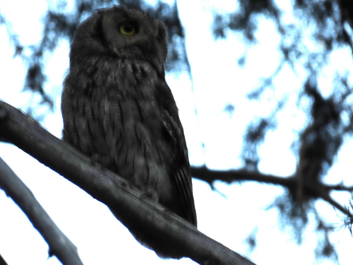 Western Screech-Owl - ML621016245