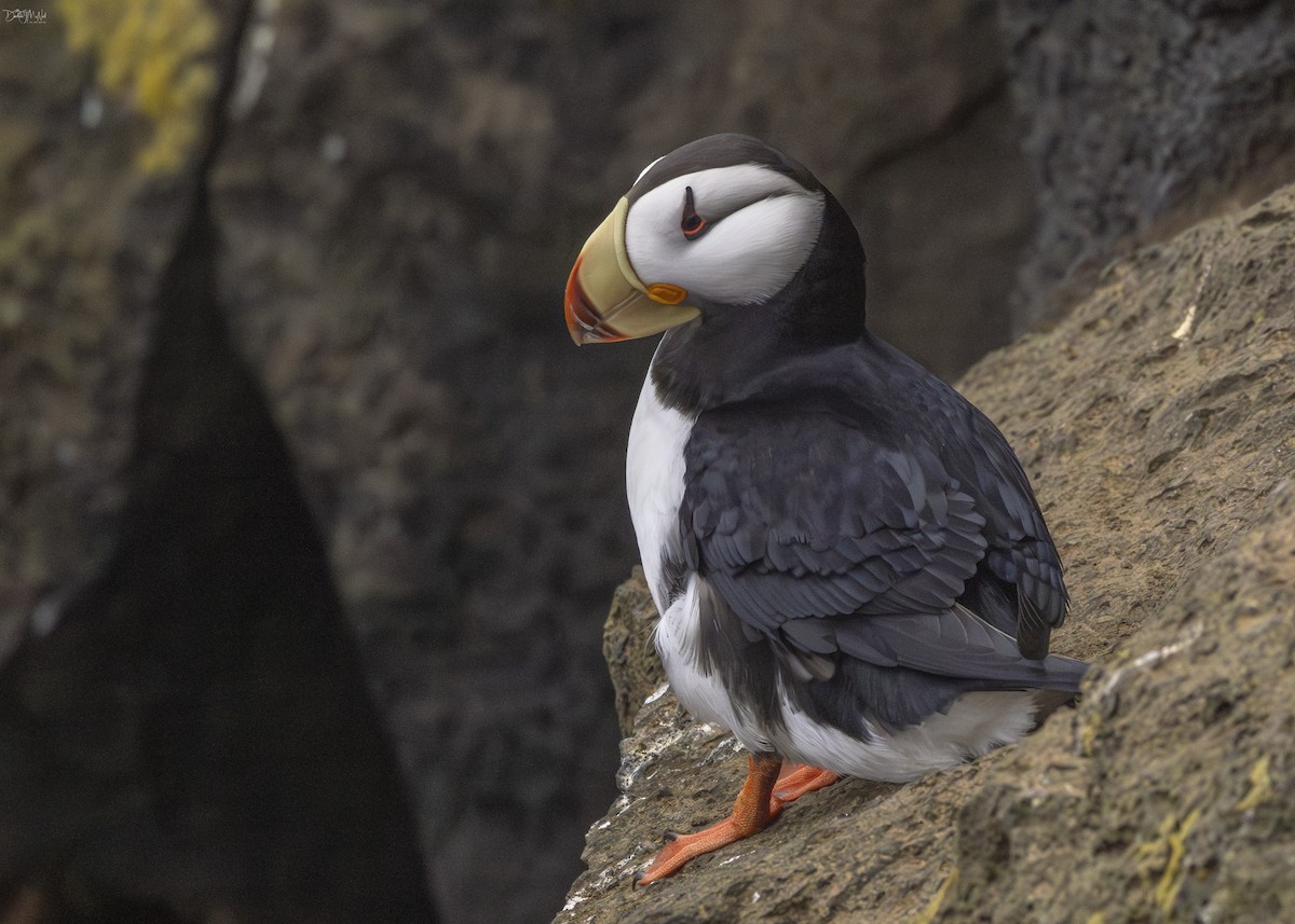 Horned Puffin - ML621016253
