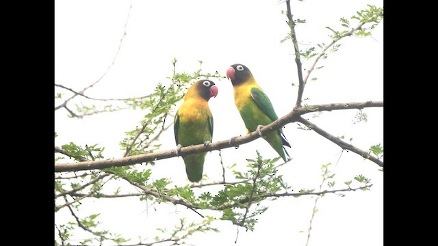 Yellow-collared Lovebird - ML621016263
