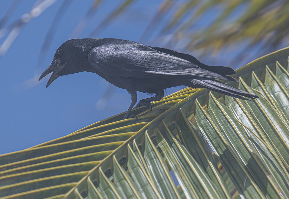 Sinaloa Crow - ML621016285
