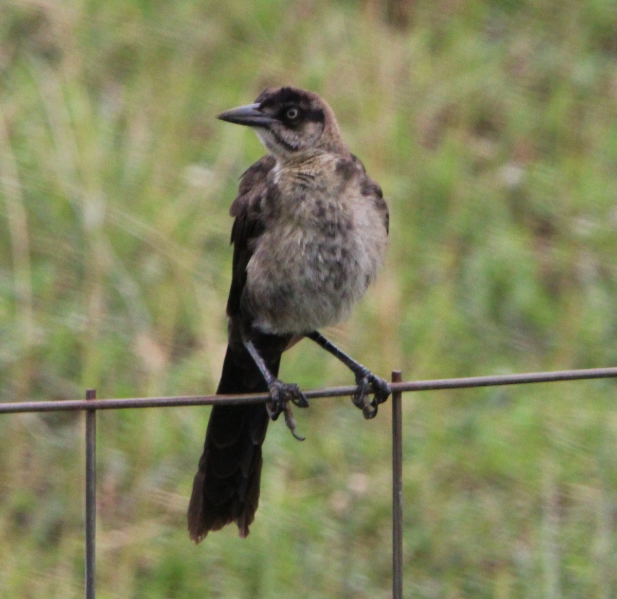 Great-tailed Grackle - ML621016302