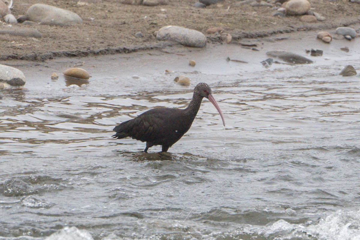 ibis andský - ML621016307